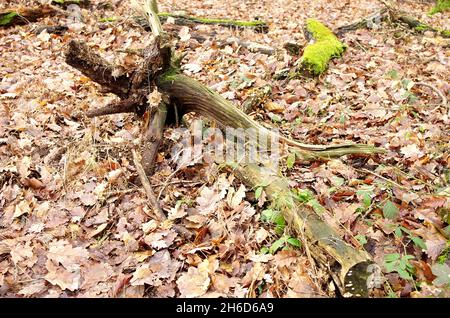 Muschio verde che cresce su un vecchio tronco con foglie intorno, stagione autunnale. Vibes autunnali. Muschio su un ceppo di albero. Bella foresta nella natura. Foto Stock