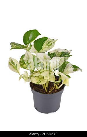 Crema bianca e verde Manjula 'pothos hos houseplant in vaso di fiori su sfondo bianco Foto Stock