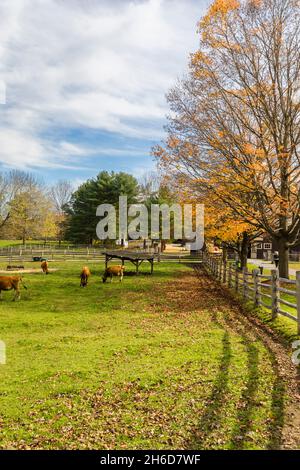 Vista dei colori delle fattorie e delle autunno soleggiate al Billings Farm & Museum, Woodstock, Vermont, New England, USA Foto Stock