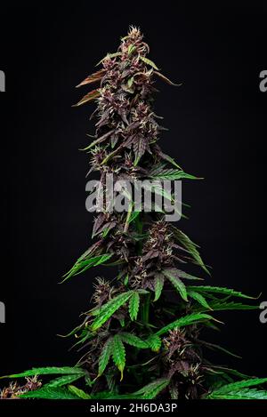 Primo piano macro di germoglio superiore di pianta di cannabis pronta per la raccolta. Su sfondo nero. Rosso automatico ceppo moderno. Foto Stock