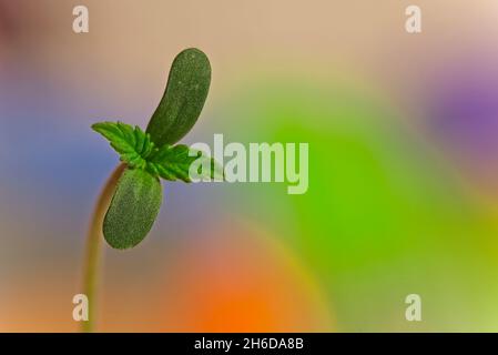 Macro di quattro foglie germogliano di pianta di cannabis su sfondo verde e arancione con spazio copia Foto Stock