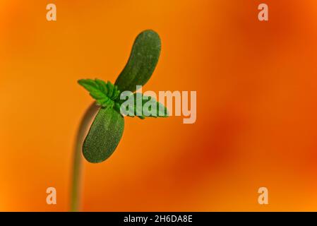 Macro di quattro foglie germogliano di pianta di cannabis su sfondo arancione con spazio copia Foto Stock