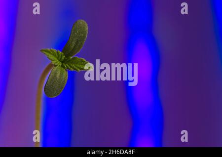 Macro di quattro foglie germogliano di pianta di cannabis su sfondo blu con spazio copia Foto Stock