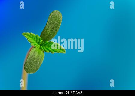 Macro di quattro foglie germogliano di pianta di cannabis su sfondo azzurro con spazio copia Foto Stock