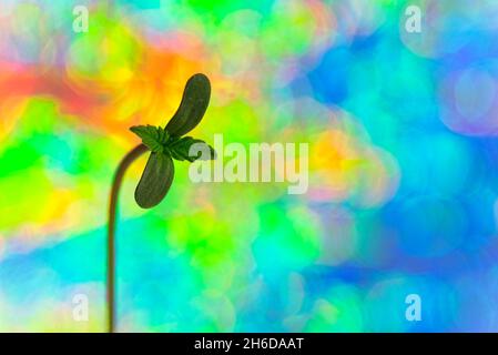 Macro di quattro foglie germoglio di pianta di cannabis su sfondo olografico luminoso con spazio copia Foto Stock