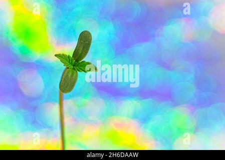Macro di quattro foglie germoglio di pianta di cannabis su sfondo olografico luminoso con spazio copia Foto Stock