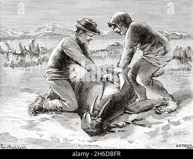 Lo svernamento di Nansen e Johansen nella terra di Franz Joseph I. Nansen e Johansen peeling walrus. Arcipelago Fritjof Nansen, arcipelago russo situato nell'Oceano Artico, a nord-ovest dell'arcipelago di Novaya Zebra e a est dell'arcipelago norvegese delle Isole Svalbard. Antica illustrazione del 19 ° secolo inciso da la Nature 1897 Foto Stock