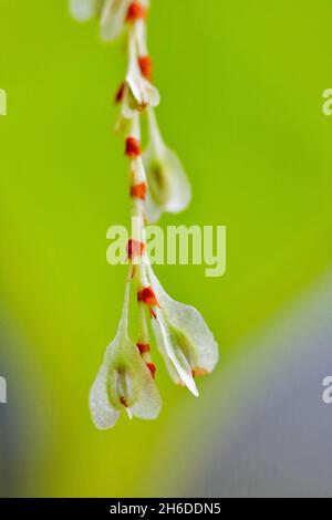 Knotweed giapponese (Fallopia japonica, Reynoutria japonica), frutta, Germania, Renania settentrionale-Vestfalia Foto Stock