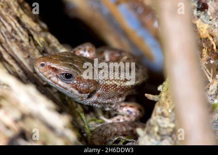 Lucertola vivipara, lucertola comune europea (Lacerta vivipara, Zootoca vivipara), ritratto di una donna, Germania Foto Stock