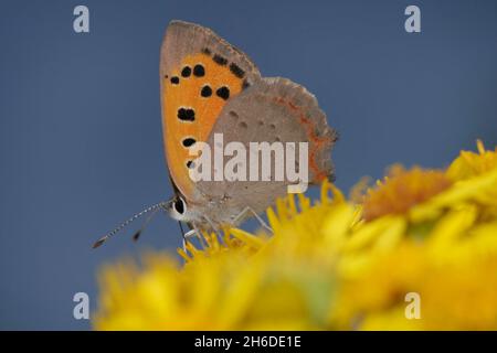 Piccolo rame (Lycaena phlaeas, Chrysophanus phlaeas), si trova su fiori gialli, Germania Foto Stock