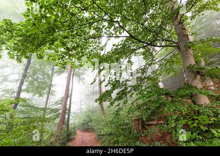 Faggio comune (Fagus sylvatica), percorso escursionistico attraverso una foresta mista con faggi nella nebbia mattutina, albero dell'anno 2022, Germania, Odenwald Foto Stock