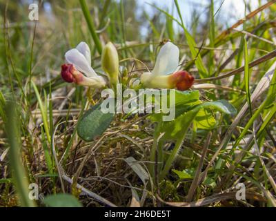 Arbustiva Milkwort (Polygala chamaebuxus), fioritura, Germania Foto Stock