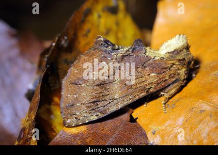 Coxcomb prominente (Ptilodon capucina, Lophopteryx capucina), siede su foglie cadute, Germania Foto Stock