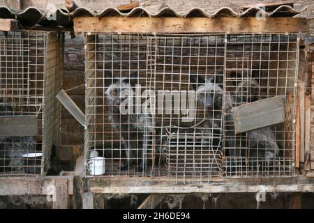 Volpe rossa (Vulpes vulpes), volpi grigie in una fattoria di pellicce, Polonia Foto Stock