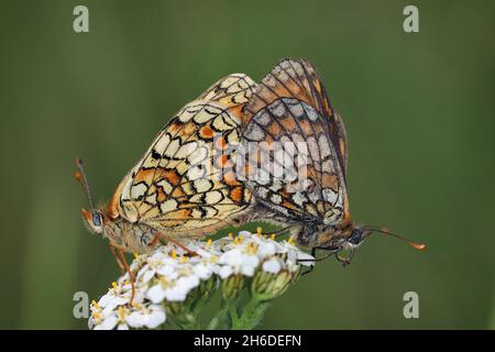 heath fritillary (Melitaea athalia, Mellicta athalia), accoppiamento, Germania Foto Stock