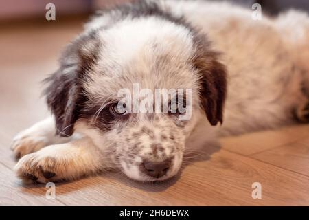 Cane cucciolo pastore bulgaro che giace sul pavimento a casa Foto Stock