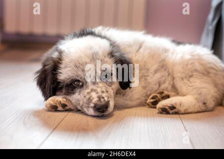 Cane cucciolo pastore bulgaro che giace sul pavimento a casa Foto Stock