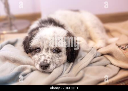 Cane cucciolo pastore bulgaro che giace sulla coperta sul pavimento a casa Foto Stock