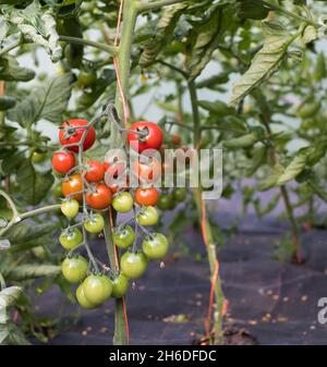Pomodori ciliegini maturati dal verde al rosso Foto Stock