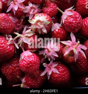 Fragole mature Foto Stock