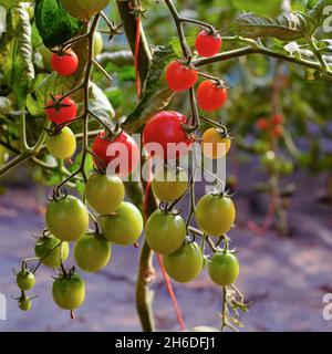 Pomodori ciliegini maturati dal verde al rosso Foto Stock