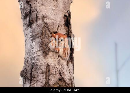 Eastern Red Morph screech gufo caccia dal suo nido in albero in autunno Canada Foto Stock