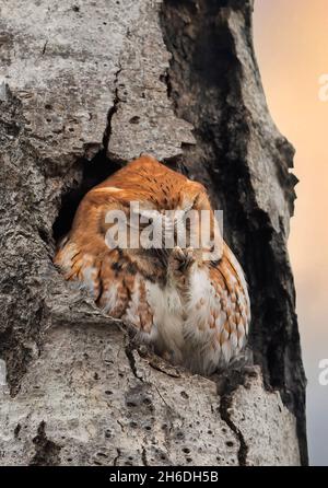 Eastern Red Morph screech gufo caccia dal suo nido in albero in autunno Canada Foto Stock