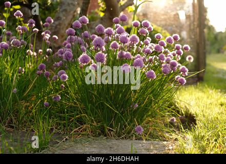 Erba cipollina (Allium schoenoprasum) Foto Stock