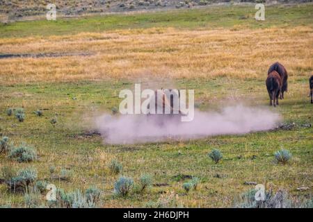 Il bisonte americano rotola in un wallow che prende un bagno di polvere Foto Stock