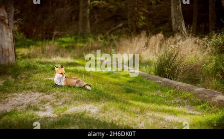 Giovane volpe rosso selvatico che riposa nella foresta Foto Stock
