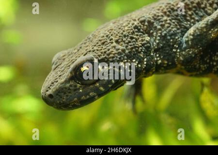 Primo piano della femmina balcanica o del novello di Buresch, Triturus bureschi Foto Stock