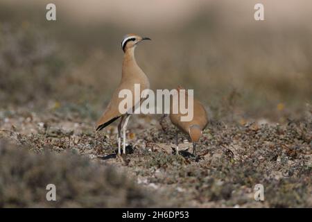 Il courser color crema per adulti è situato su un terreno di allevamento/alimentazione adatto a Lanzarote. Gli uccelli associati che si presentano l'uno all'altro Foto Stock