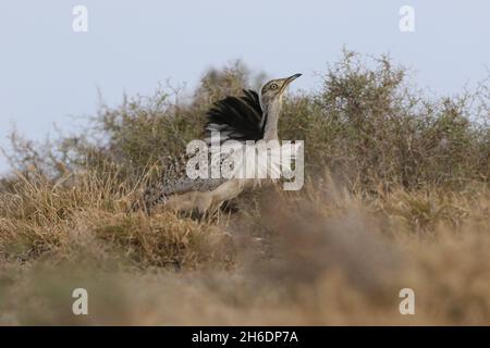 I maschi Houbara hanno fronzoli neri e bianchi sul collo, che scricchiolano girando intorno alla macchia. Visibile per miglia Foto Stock