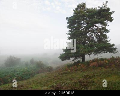 Sentiero che si dirige verso la nebbia in una mattinata d'autunno presso la zona del fondo yewtree della New Forest, Hampshire, Regno Unito Foto Stock