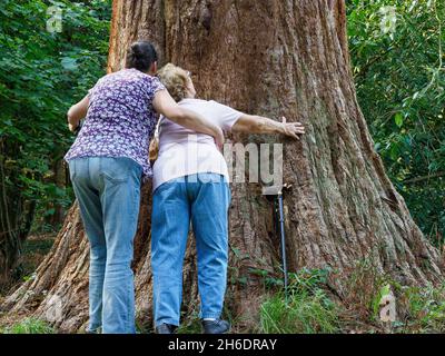 Anziano che guarda su un albero gigante con l'aiuto di figlia / caregiver, Regno Unito Foto Stock