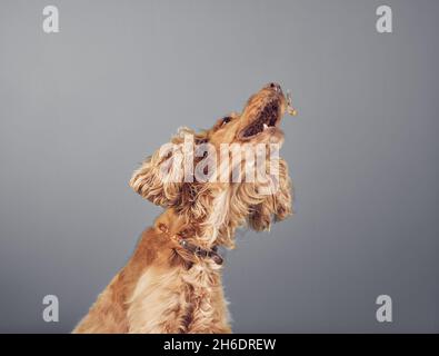 Saltando cocker spaniel cane con naso su Foto Stock