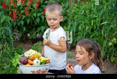 verdure nelle mani dei bambini nella fattoria. Messa a fuoco selettiva. Natura Foto Stock