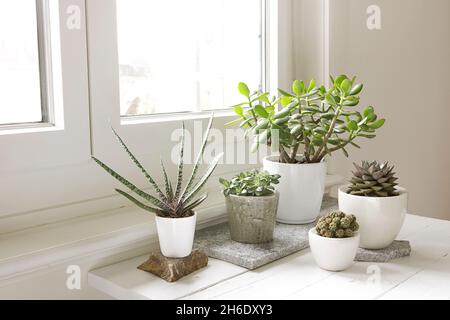 Raccolta di varie piante di casa al coperto. Gruppo di piante in vaso in camera accanto alla finestra. Sistemazione di piante di casa, stile moderno, arredamento alla moda. Foto Stock