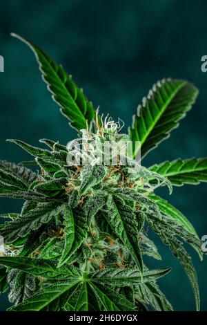 Pianta di marijuana, pronta per la raccolta. Fiori di cannabis in fiore e foglie verdi vibranti. Medicina crescente Foto Stock