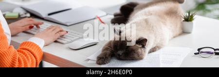 vista ritagliata della donna che digita sulla tastiera vicino gatto che dorme su documenti, banner Foto Stock