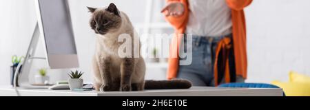 vista ritagliata della donna sfocata che punta al gatto seduto sulla scrivania vicino al monitor, banner Foto Stock
