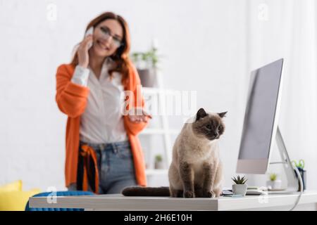 donna offuscata che parla sul cellulare e che punta al gatto seduto sulla scrivania vicino al monitor del computer Foto Stock