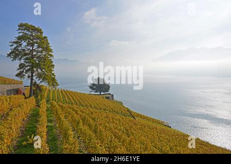 Vigneti sul lago di Ginevra nella zona di Lavaux, patrimonio dell'umanità dell'UNESCO, con le Alpi sullo sfondo, in autunno. Preso nel cantone svizzero di Vaud Foto Stock