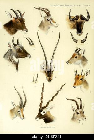 TARGA 5 1, Mishmi Takin. 2, Himalayan Serow. 3. Orale. 4. Chiru. 5. Blackbuck. 6. Antelope a quattro corna. 7, Indian Chinkara Gazelle. 8. Persiano Goitred Gazelle, 9. Goa Gazelle. 10. Nilgai. Dal libro ' The grande and Small game of India, Burma, & Tibet ' di Richard Lydekker, pubblicato a Londra da R. Ward nel 1900 Foto Stock