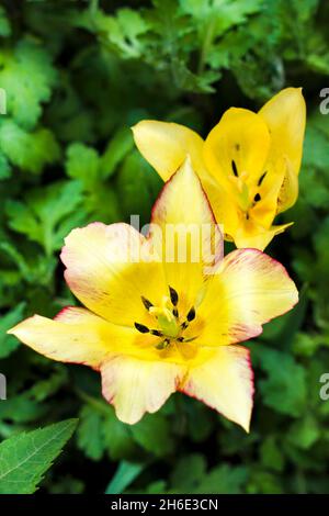 Due tulipani gialli closeup sul giardino verde sullo sfondo Foto Stock