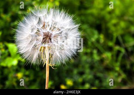 Dente di leone con semi di primo piano su sfondo verde sfocato Foto Stock