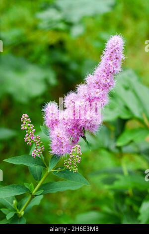 Primo piano della fioritura willow-herb (Spiraea salicifolia) nel giardino Foto Stock