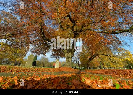Leicester, Leicestershire, Regno Unito 15 novembre 2021. Notizie del Regno Unito. Una mattinata autunnale al Welford Road Cemetery di Leicester. Alex Hannam Foto Stock