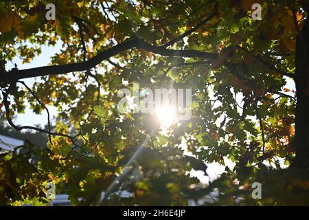 Sunshine attraverso le foglie d'autunno Foto Stock