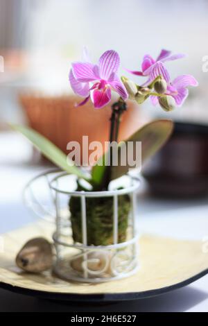 Bella palaenopsis mini orchidea su una finestra Foto Stock